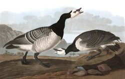 Barnacle Goose by John James Audubon