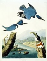 Belted Kingfisher by John James Audubon