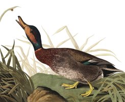 Bemaculated Duck by John James Audubon