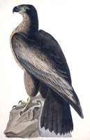 Bird of Washington by John James Audubon