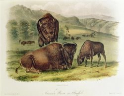 Bison From Quadrupeds of North America 1842 5 by John James Audubon