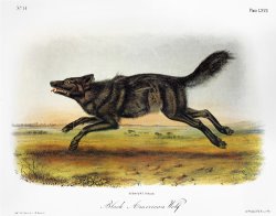 Black American Wolf by John James Audubon