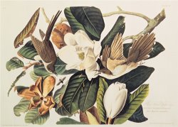 Black Billed Cuckoo on Magnolia Grandiflora 1828 by John James Audubon