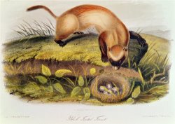 Black Footed Ferret From Quadrupeds of North America by John James Audubon