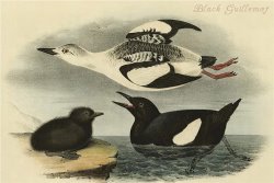 Black Guillemot by John James Audubon