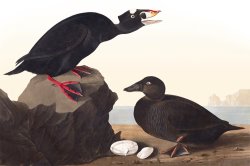 Black, Or Surf Duck by John James Audubon