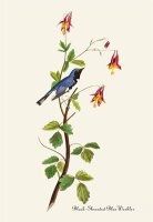 Black Throated Blue Warbler by John James Audubon