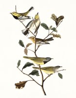 Black Throated Green Warbler, Blackburnian, Mourning Warbler by John James Audubon