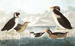 Black Throated Guillemot, Nobbed Billed Auk, Curled Crested Auk, Horned Billed Guillemot by John James Audubon