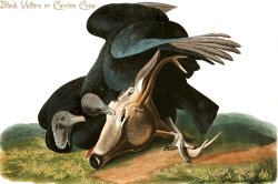 Black Vulture Or Carrion Crow by John James Audubon