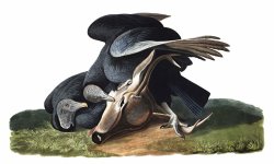 Black Vulture, Or Carrion Crow by John James Audubon