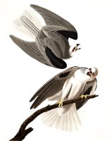 Black Winged Hawk by John James Audubon
