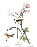 Blackburnian Warbler by John James Audubon