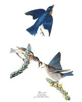 Blue Bird by John James Audubon