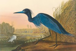 Blue Crane by John James Audubon