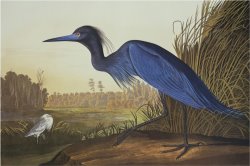 Blue Crane Or Heron by John James Audubon