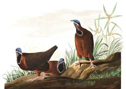 Blue Headed Pigeon by John James Audubon