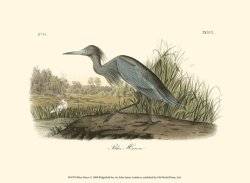 Blue Heron by John James Audubon