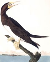 Booby Gannet by John James Audubon