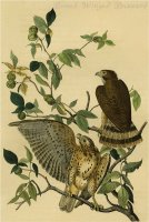 Broad Winged Buzzard by John James Audubon