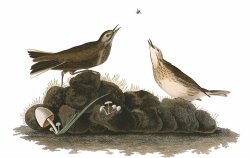 Brown Titlark by John James Audubon