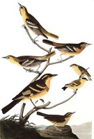 Bullock's Oriole, Baltimore Oriole, Mexican Goldfinch, Varied Thrush, Common Water Thrush by John James Audubon
