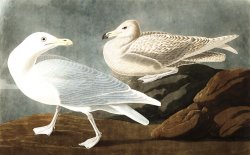 Burgomaster Gull by John James Audubon