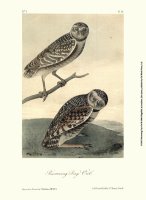 Burrowing Day Owl by John James Audubon