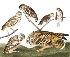 Burrowing Owl, Large Headed Burrowing Owl, Little Night Owl, Columbian Owl, Short Eared Owl by John James Audubon