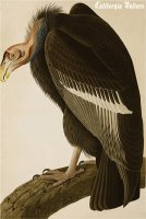 California Vulture by John James Audubon