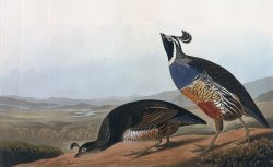 Californian Partridge by John James Audubon