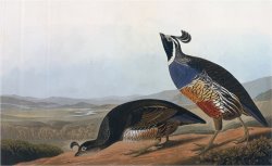 Californian Partridge From Birds of America Engraved by Robert Havell by John James Audubon