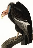 Californian Vulture by John James Audubon