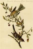 Canada Bunting Tree Sparrow by John James Audubon