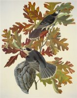 Canada Jay by John James Audubon