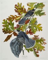 Canada Jay Corvus Canadensis Plate Cvii From The Birds of America by John James Audubon