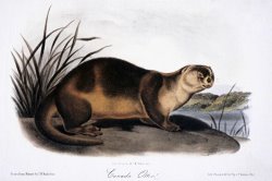 Canada Otter 1846 by John James Audubon