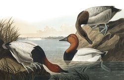 Canvas Backed Duck by John James Audubon