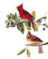Cardinal Grosbeak by John James Audubon