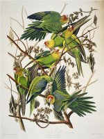 Carolina Parakeet From Birds of America 1829 by John James Audubon
