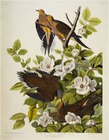 Carolina Turtledove Mourning Dove Zenaida Macroura Plate Xvii From The Birds of America by John James Audubon
