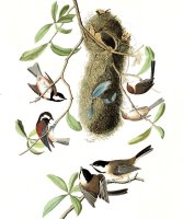 Chesnut Backed Titmouse, Black Capt Titmouse, Chesnut Crowned Titmouse by John James Audubon