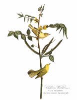 Children's Warbler by John James Audubon