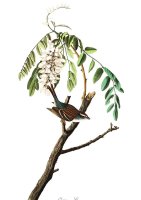 Chipping Sparrow by John James Audubon