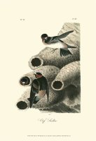 Cliff Swallow by John James Audubon
