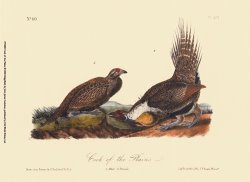 Cock of The Plains by John James Audubon