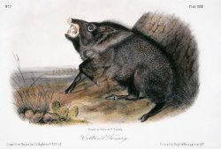 Collared Peccary 1846 by John James Audubon