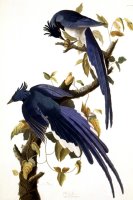 Columbia Jay 1830 by John James Audubon