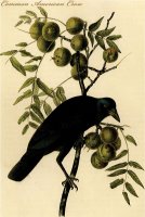 Common American Crow by John James Audubon