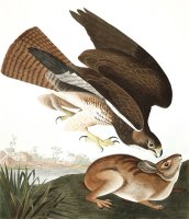 Common Buzzard by John James Audubon